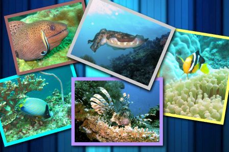 photomashup photomashup