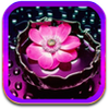 flower-wallpapers-backgrounds-1 flower-wallpapers-backgrounds-1