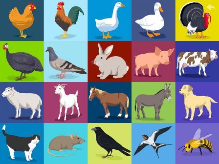 the-farm-hd-ipad the-farm-hd-ipad