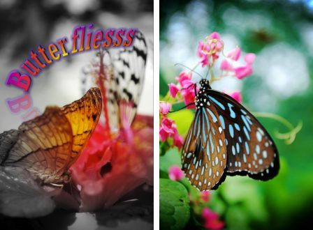 buterfliesss-1 buterfliesss-1