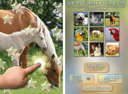 cute-pets-slideshow-wallpapers-hd-1 cute-pets-slideshow-wallpapers-hd-1