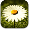 margherita icon