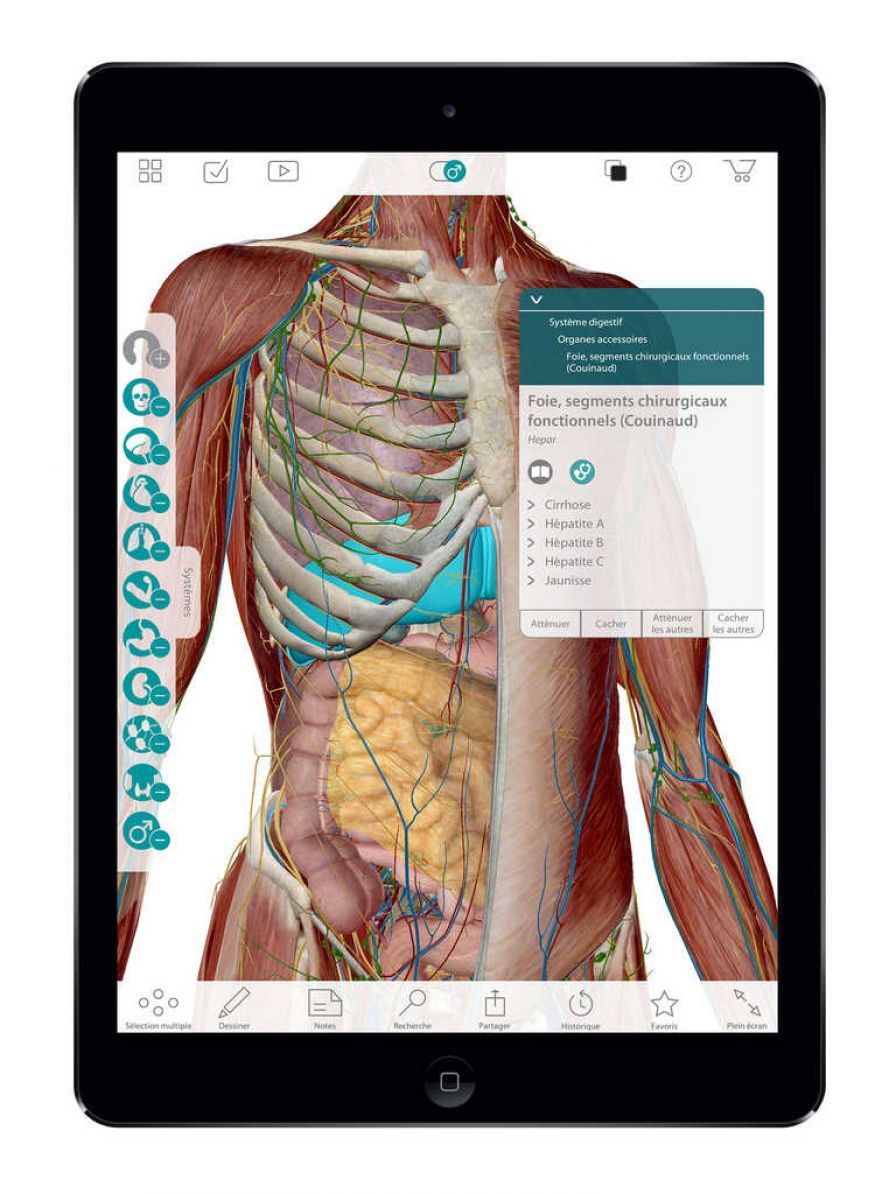 atlas-d-aoanatomie-humaine ipa atlas-d-aoanatomie-humaine ipa