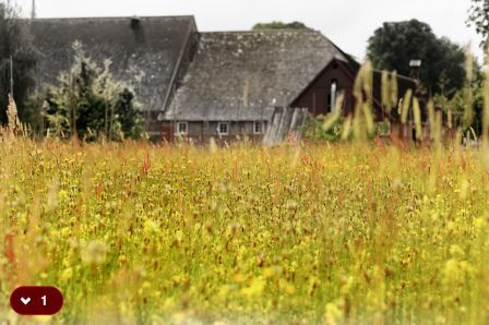 instantcam instantcam