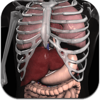anatomy-3d-orga