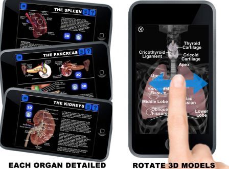 anatomy-3d-orga anatomy-3d-orga