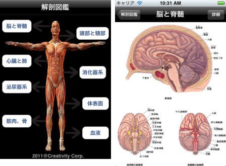 handy-anatomy-1 handy-anatomy-1