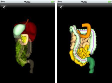 digestive-system-pro-3d-1 digestive-system-pro-3d-1