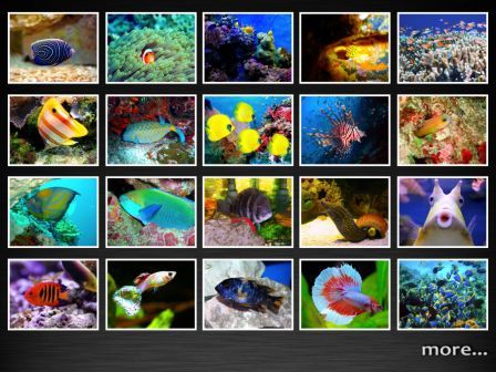tropical-fish-retina-super-hd-2048-for-new-ipad-ipad tropical-fish-retina-super-hd-2048-for-new-ipad-ipad