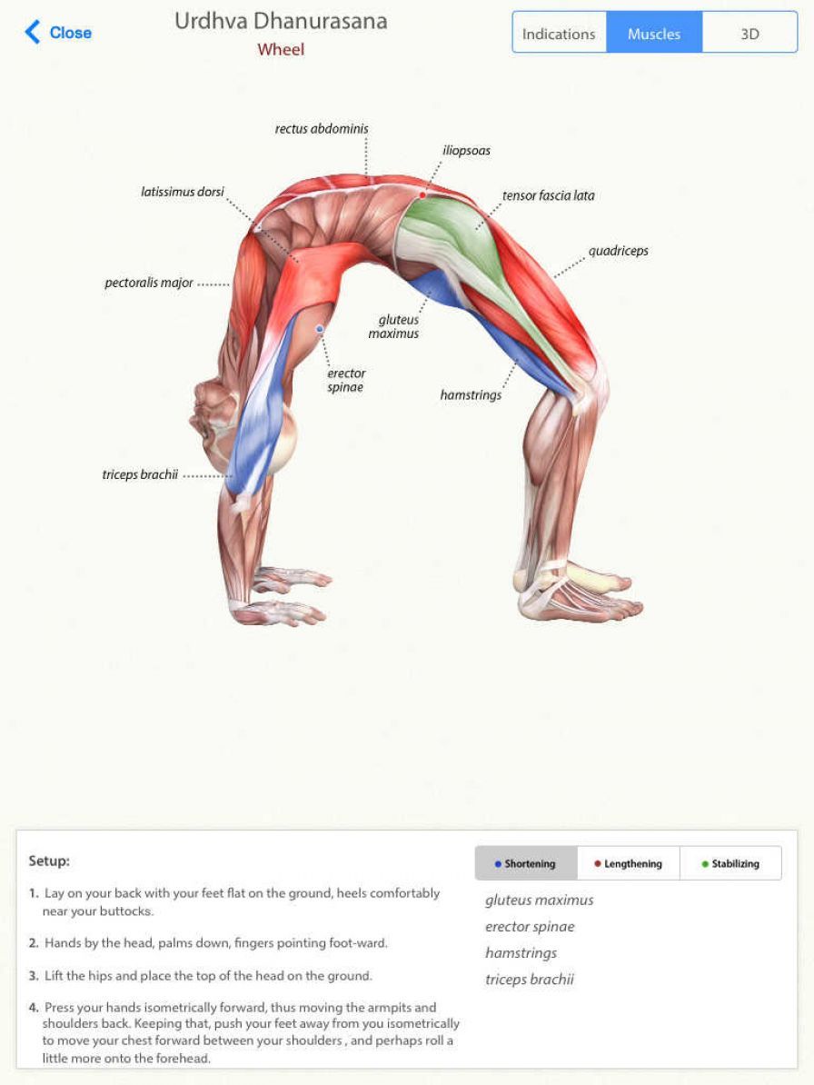 3d-yoga-anatomy ipa 3d-yoga-anatomy ipa