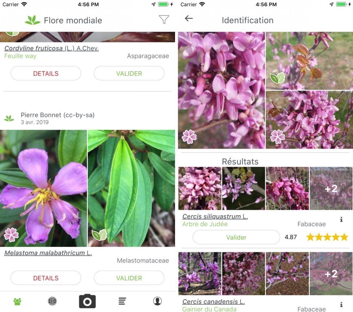 Plantnet 3 0 Le Shazam Des Plantes A Bien Pousse Sur Ios Iphone Soft