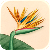 art of flora icone jeu ipa iphone