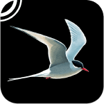 le-guide-ornitho-ae-le-guide-l ipa iphone ipad le-guide-ornitho-ae-le-guide-l ipa iphone ipad