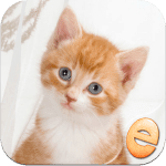 kittens-jigsaw-wonder-puzzles- ipa iphone ipad kittens-jigsaw-wonder-puzzles- ipa iphone ipad