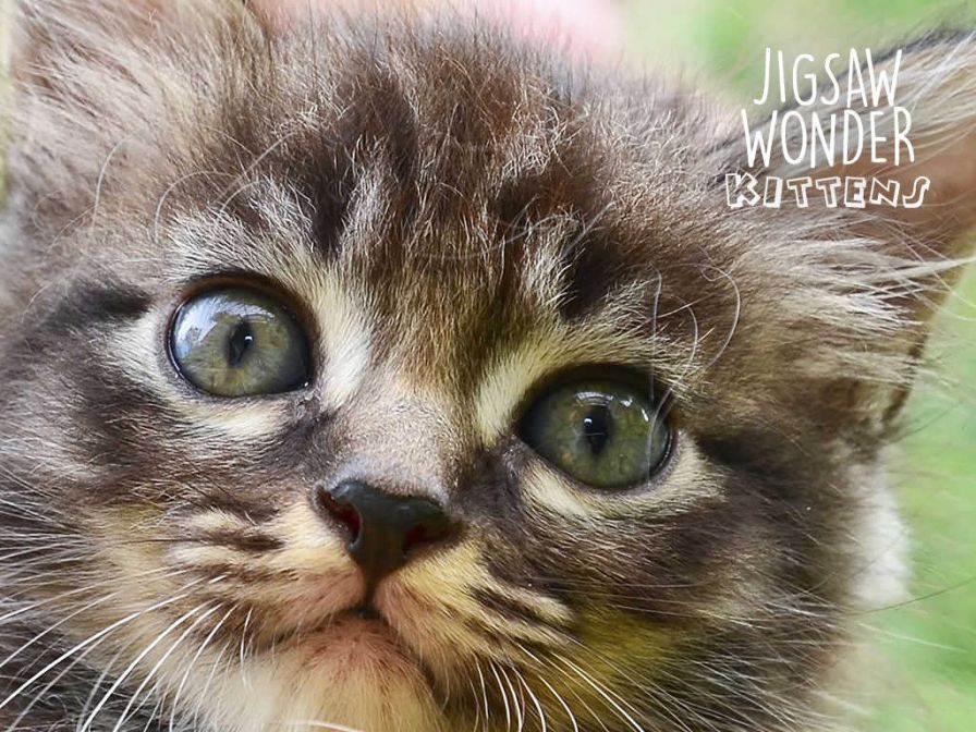 kittens-jigsaw-wonder-puzzles- ipa kittens-jigsaw-wonder-puzzles- ipa