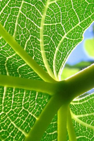 Fond écran pour iPhone feuille