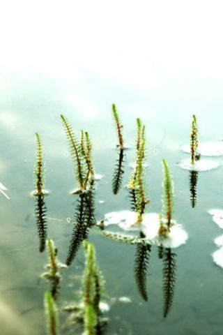 Fond écran pour iPhone lac